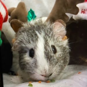 Meet your Posher, Satomi